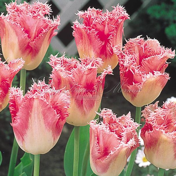 Тюльпан Фэнси Фриллс (Tulipa Fancy Frills) — фото 2