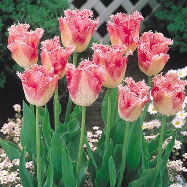 Тюльпан Фэнси Фриллс (Tulipa Fancy Frills) — фото 3