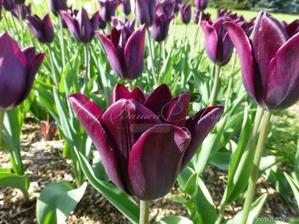 Тюльпан Хавран (Tulipa Havran) — фото 2