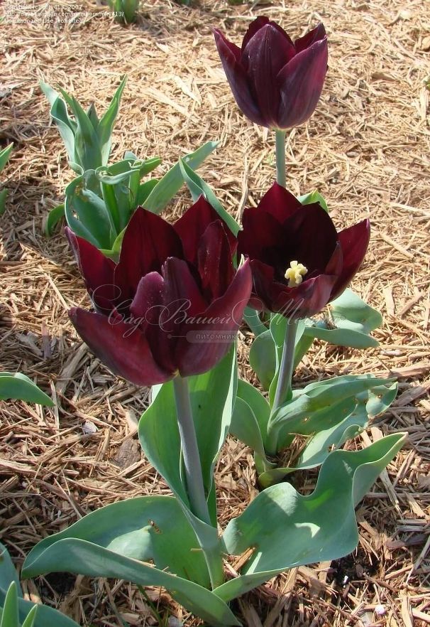 Тюльпан Хавран (Tulipa Havran) — фото 5