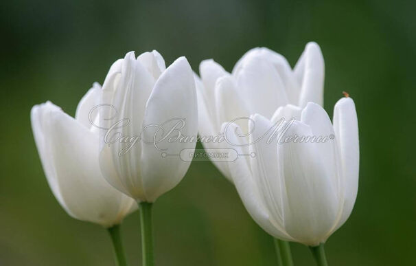 Тюльпан Хакуун (Tulipa Hakuun) — фото 3