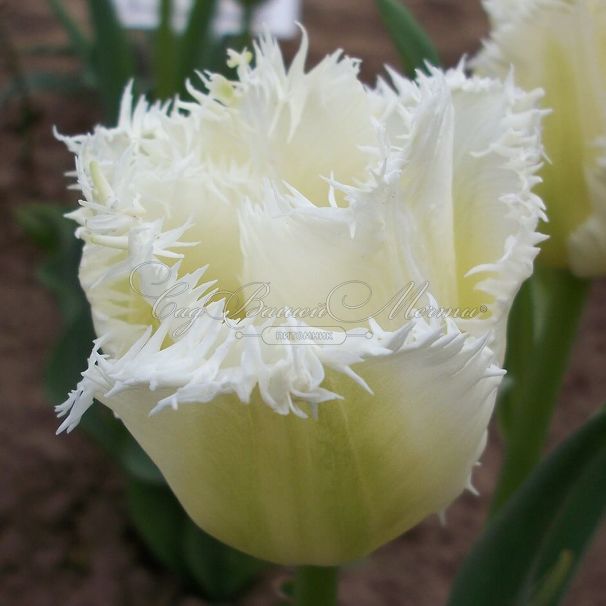 Тюльпан Ханимун (Tulipa Honeymoon) — фото 2