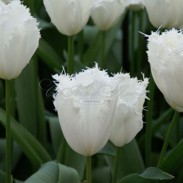 Тюльпан Ханимун (Tulipa Honeymoon) — фото 4