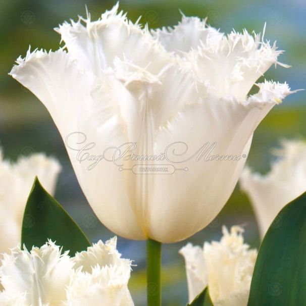 Тюльпан Ханимун (Tulipa Honeymoon) — фото 5