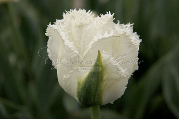 Тюльпан Ханимун (Tulipa Honeymoon) — фото 6