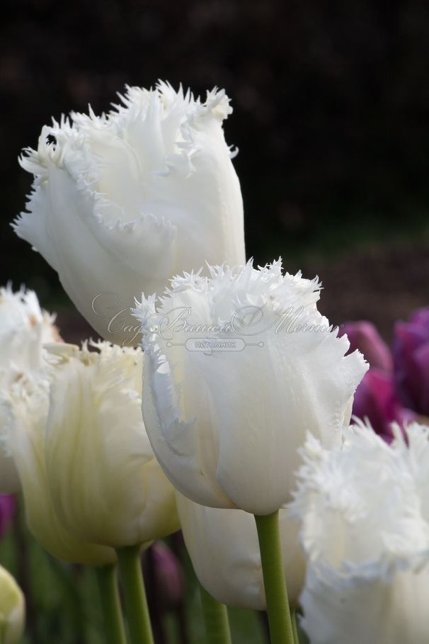 Тюльпан Ханимун (Tulipa Honeymoon) — фото 8