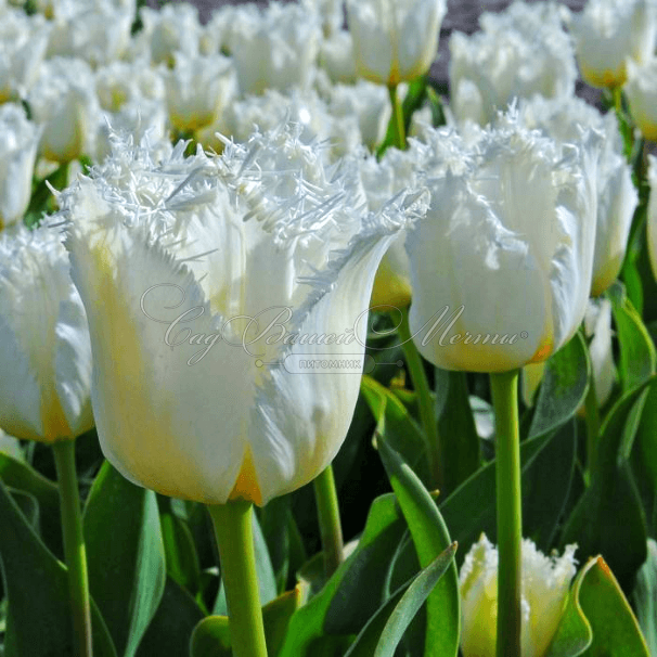 Тюльпан Ханимун (Tulipa Honeymoon) — фото 9