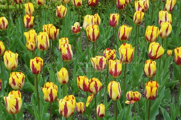 Тюльпан Хелмар (Tulipa Helmar) — фото 2