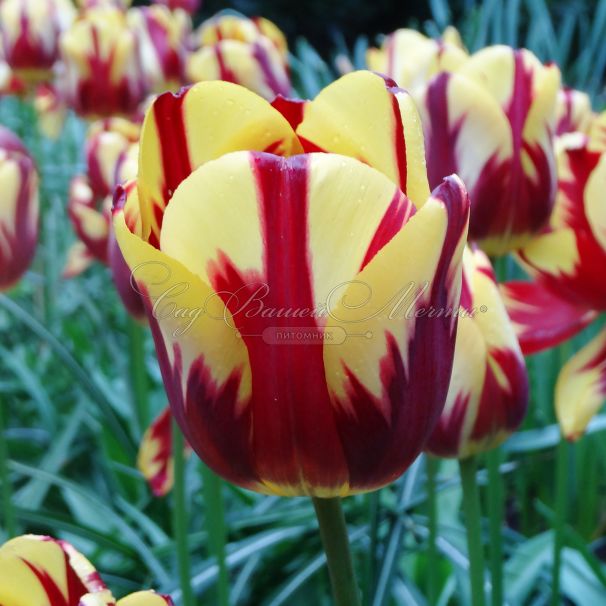 Тюльпан Хелмар (Tulipa Helmar) — фото 3