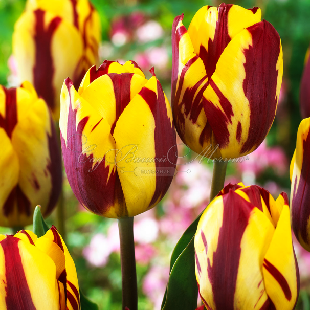 Тюльпан Хелмар (Tulipa Helmar) — фото 4