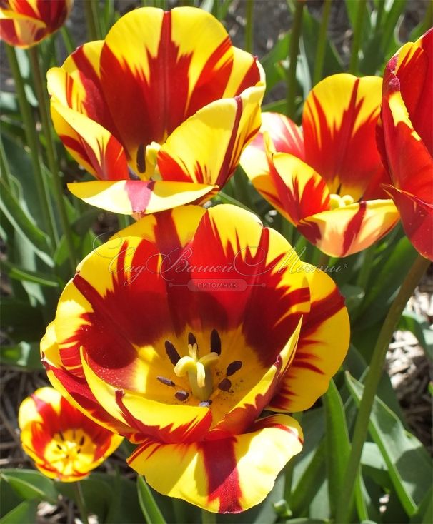 Тюльпан Хелмар (Tulipa Helmar) — фото 6