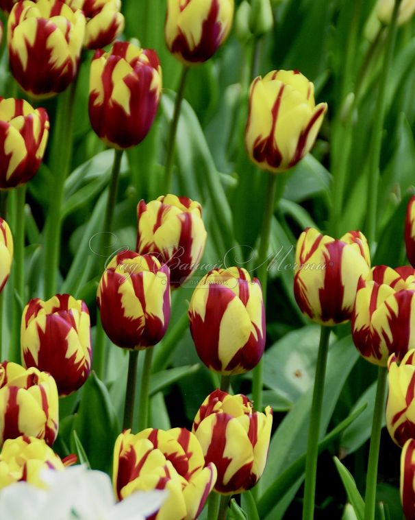 Тюльпан Хелмар (Tulipa Helmar) — фото 7