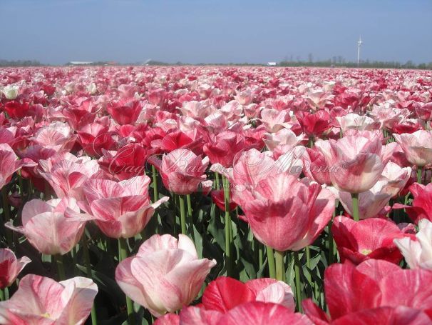 Тюльпан Хемисфер (Tulipa Hemisphere) — фото 2