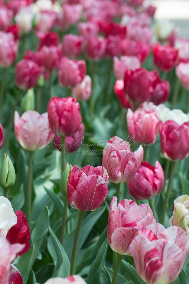Тюльпан Хемисфер (Tulipa Hemisphere) — фото 3