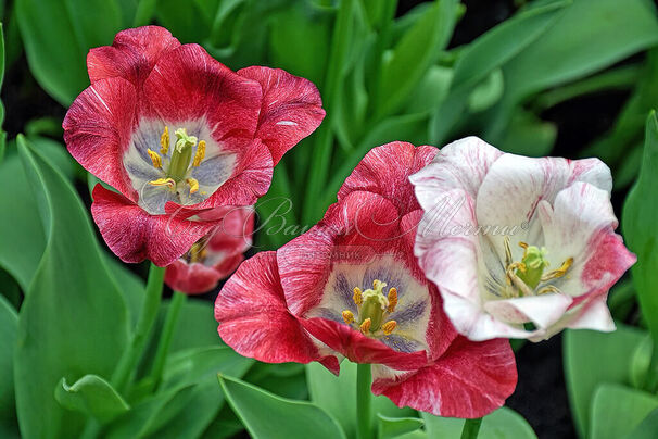 Тюльпан Хемисфер (Tulipa Hemisphere) — фото 4