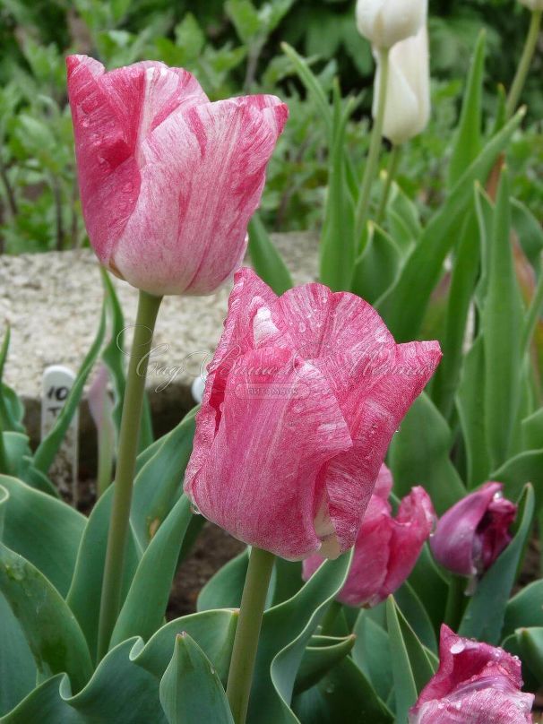 Тюльпан Хемисфер (Tulipa Hemisphere) — фото 5