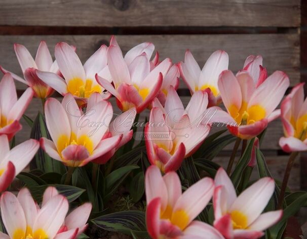 Тюльпан Хартс Делайт (Tulipa Heart's Delight) — фото 2