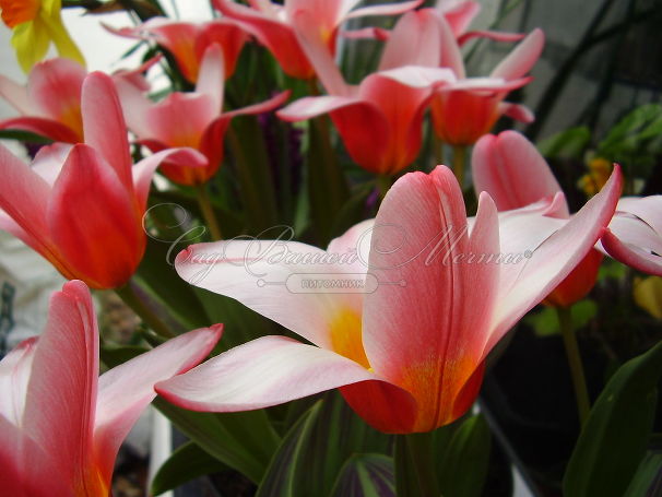 Тюльпан Хартс Делайт (Tulipa Heart's Delight) — фото 3
