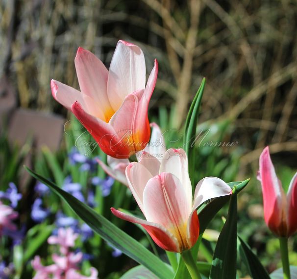 Тюльпан Хартс Делайт (Tulipa Heart's Delight) — фото 4