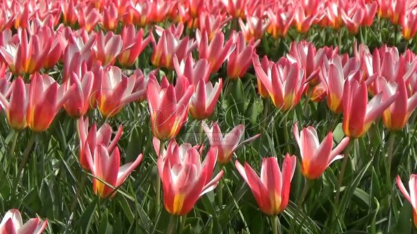 Тюльпан Хартс Делайт (Tulipa Heart's Delight) — фото 5