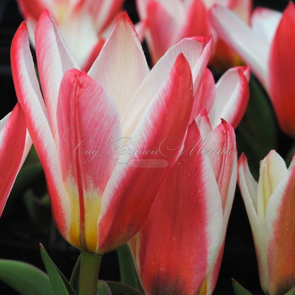 Тюльпан Хартс Делайт (Tulipa Heart's Delight) — фото 6