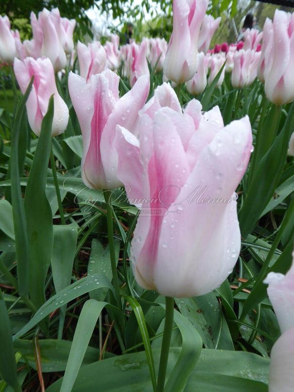 Тюльпан Холанд Чик (Tulipa Holland Chic) — фото 2