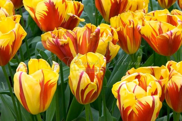 Тюльпан Холланд Куин (Tulipa Holland Queen) — фото 2