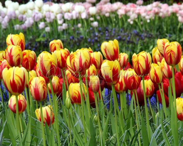 Тюльпан Холланд Куин (Tulipa Holland Queen) — фото 3