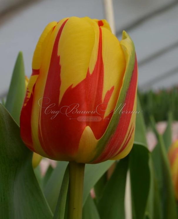 Тюльпан Холланд Куин (Tulipa Holland Queen) — фото 5