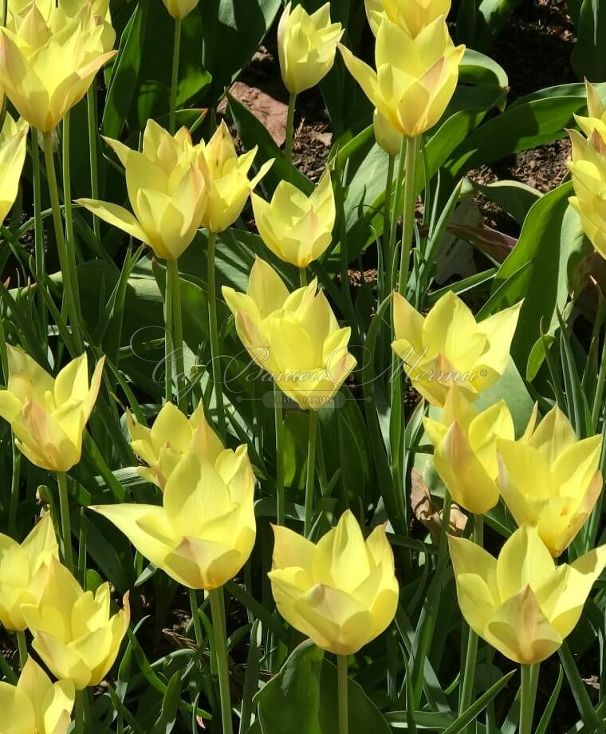 Тюльпан Хонки Тонк (Tulipa Honky Tonk) — фото 3