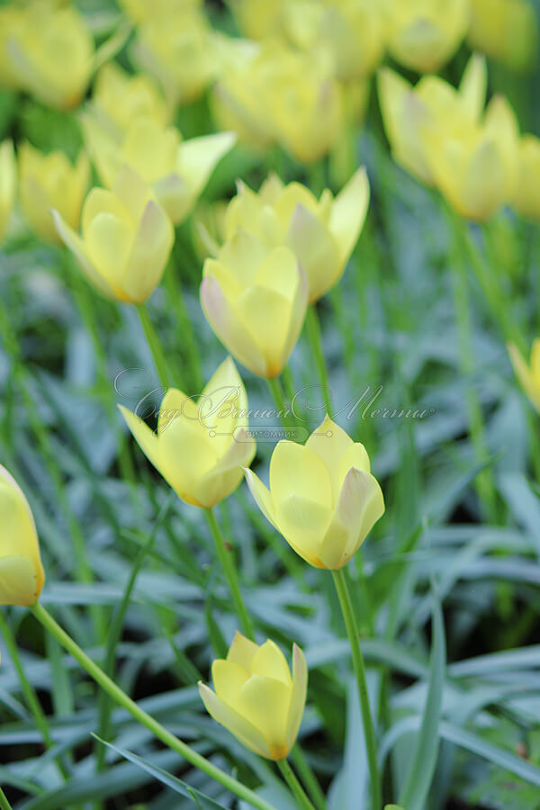 Тюльпан Хонки Тонк (Tulipa Honky Tonk) — фото 8