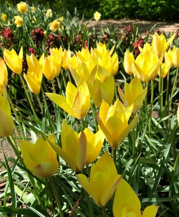Тюльпан Хонки Тонк (Tulipa Honky Tonk) — фото 10