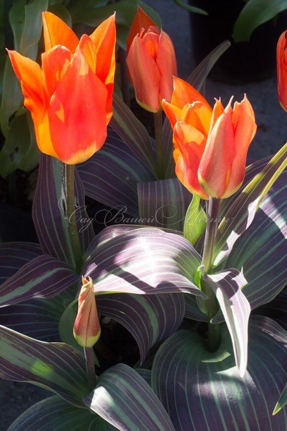 Тюльпан Хуан (Tulipa Juan) — фото 2