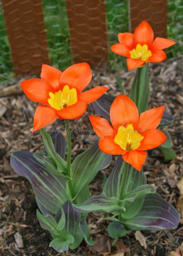 Тюльпан Хуан (Tulipa Juan) — фото 3