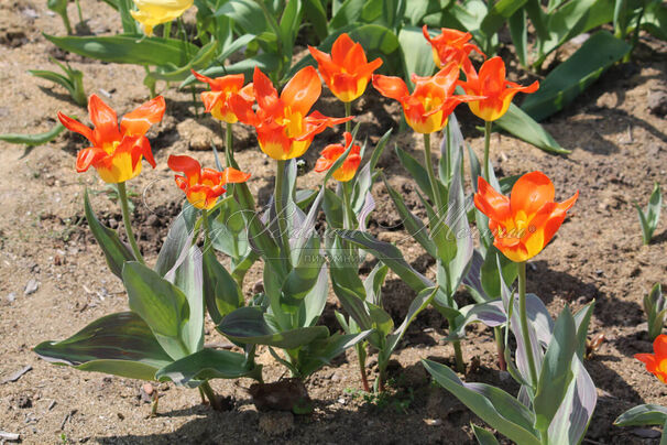 Тюльпан Хуан (Tulipa Juan) — фото 4