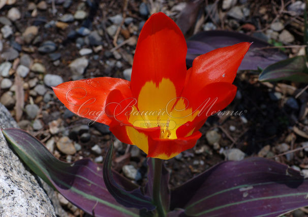 Тюльпан Хуан (Tulipa Juan) — фото 5