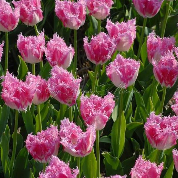 Тюльпан Хьюс Тен Бош (Tulipa Huis Ten Bosch) — фото 2