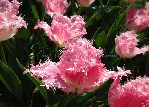 Тюльпан Хьюс Тен Бош (Tulipa Huis Ten Bosch) — фото 3