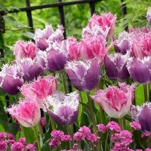 Тюльпан Хьюс Тен Бош (Tulipa Huis Ten Bosch) — фото 4