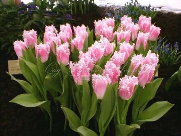 Тюльпан Хьюс Тен Бош (Tulipa Huis Ten Bosch) — фото 5