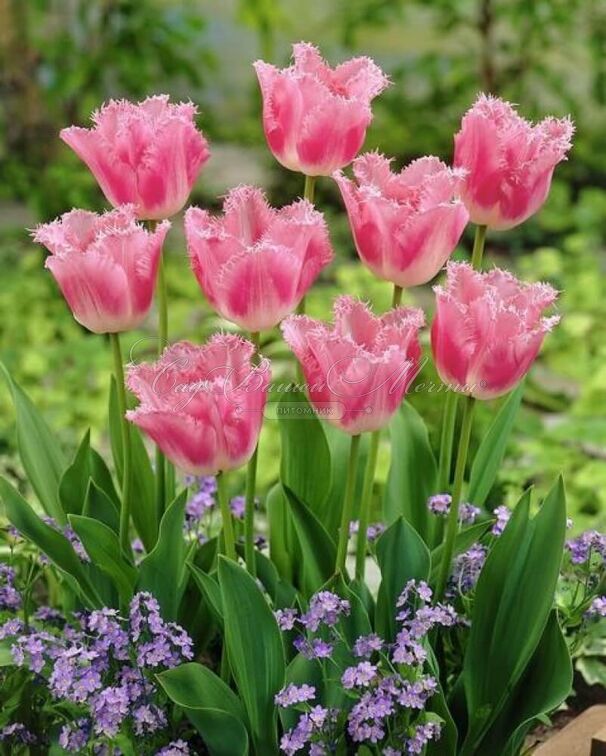 Тюльпан Хьюс Тен Бош (Tulipa Huis Ten Bosch) — фото 6