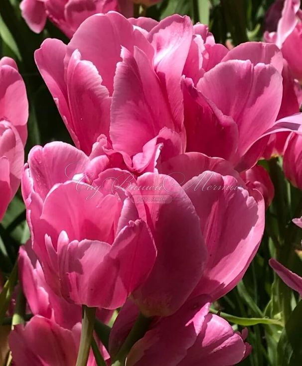 Тюльпан Хэппи Фэмили (Tulipa Happy Family) — фото 2