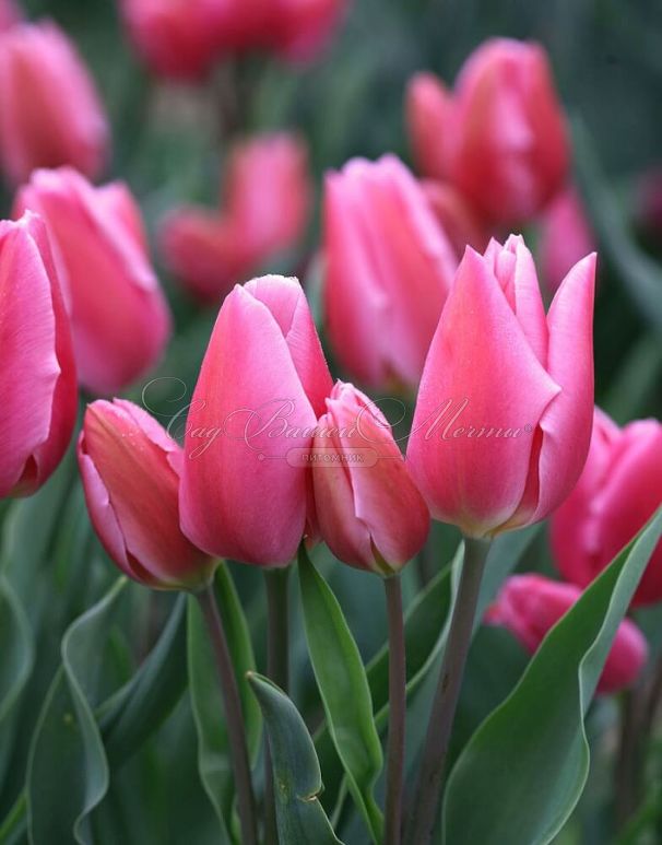 Тюльпан Хэппи Фэмили (Tulipa Happy Family) — фото 3