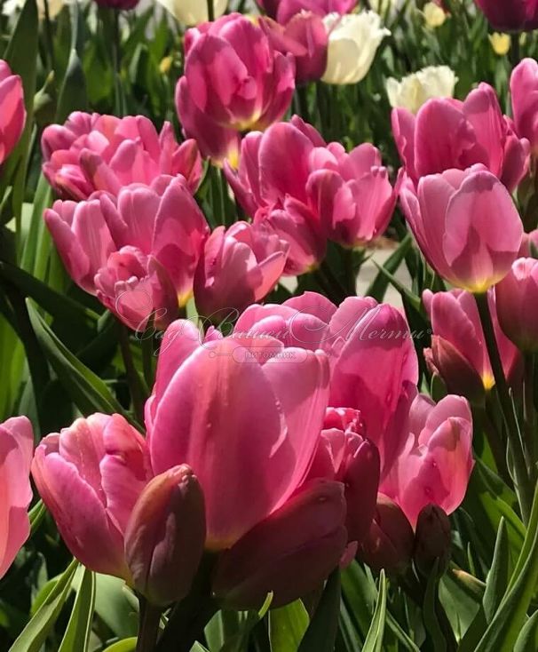 Тюльпан Хэппи Фэмили (Tulipa Happy Family) — фото 5