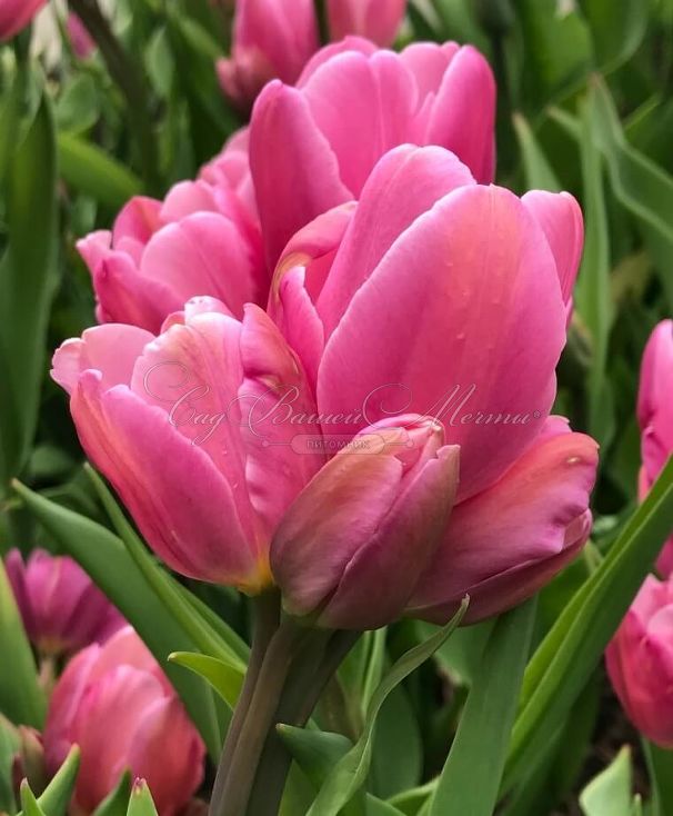 Тюльпан Хэппи Фэмили (Tulipa Happy Family) — фото 7
