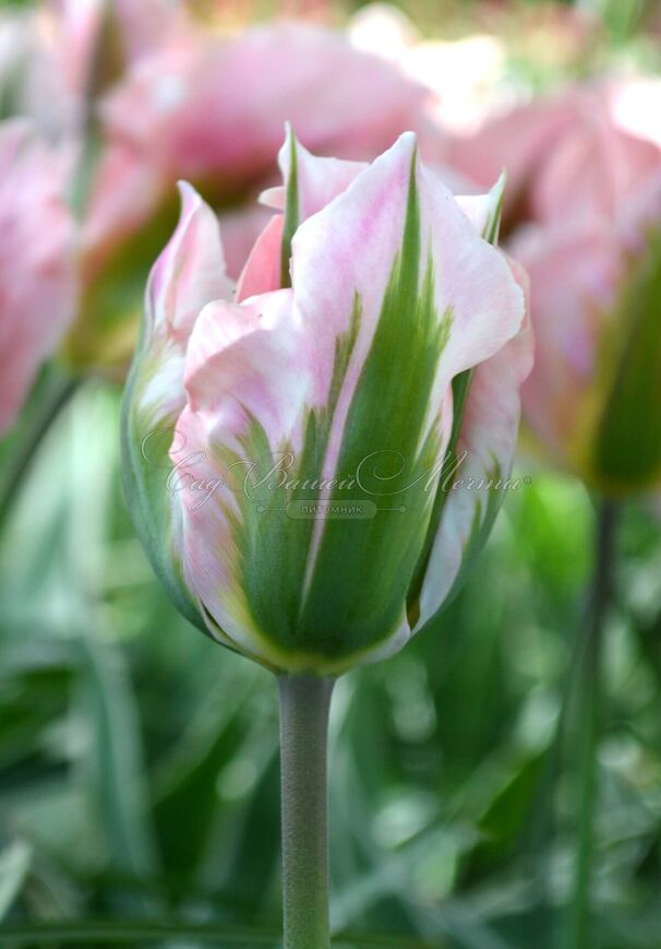 Тюльпан Чайна Таун (Tulipa China Town) — фото 4