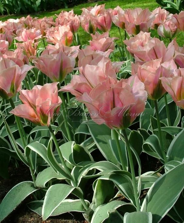 Тюльпан Чайна Таун (Tulipa China Town) — фото 5