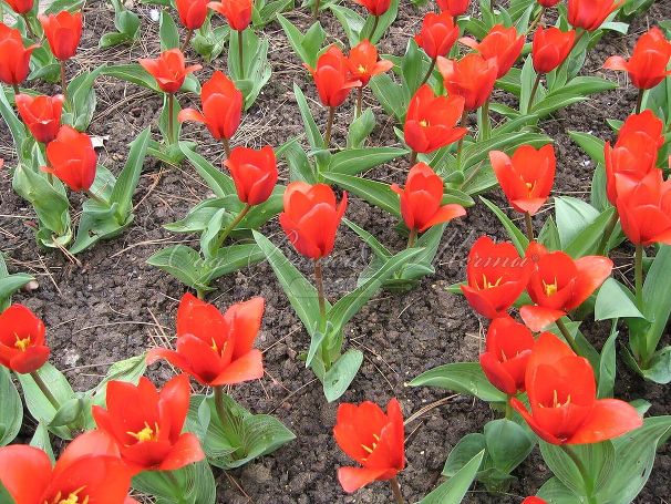 Тюльпан Шоувиннер (Tulipa Showwinner) — фото 2