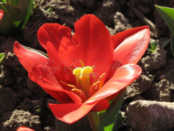 Тюльпан Шоувиннер (Tulipa Showwinner) — фото 3