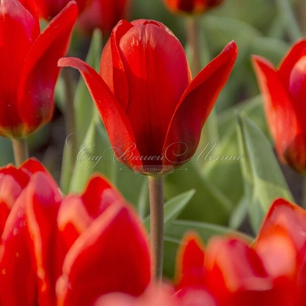 Тюльпан Шоувиннер (Tulipa Showwinner) — фото 4